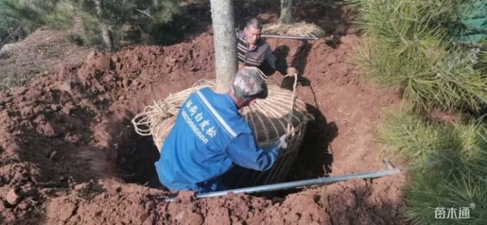 高度900厘米白皮松