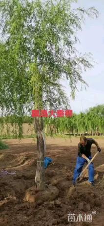 20公分嫁接垂柳