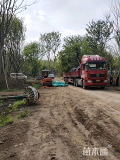 16公分丛生朴树