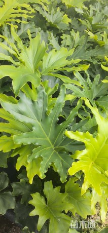 高度40厘米春羽