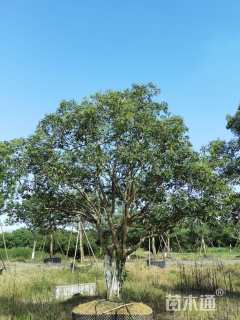 40公分丛生女贞