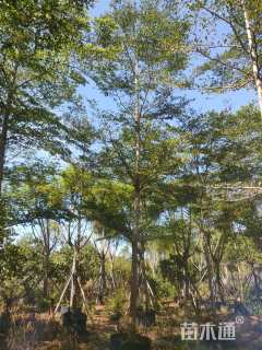 10公分小叶榄仁