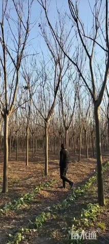 15公分黄山栾树