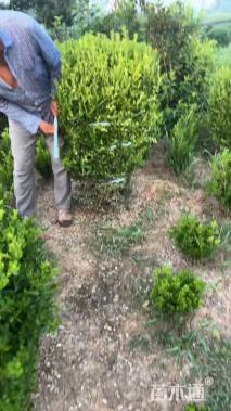 冠幅100厘米瓜子黄杨球