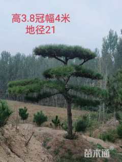 18公分造型黑松