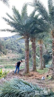 裸干高200厘米银海枣