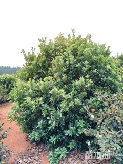 10公分(3杆)丛生杨梅