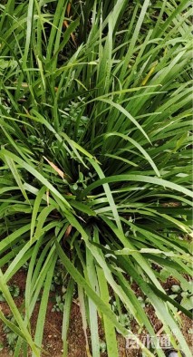 高度40厘米石菖蒲