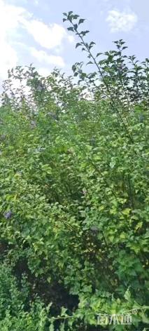 高度250厘米丛生木槿