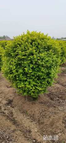 冠幅120厘米金叶榆球