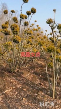 高度350厘米亮晶女贞小苗