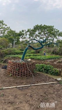 20公分红果冬青