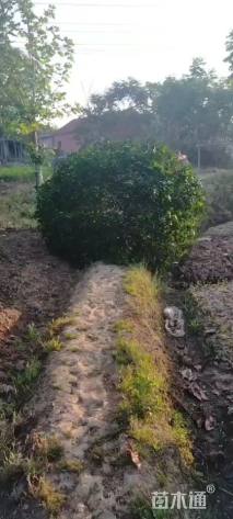 高度350厘米丛生桂花