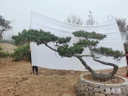 15公分造型赤松