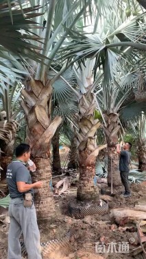 裸干高300厘米霸王棕