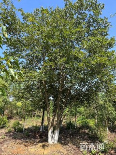 60公分朴树