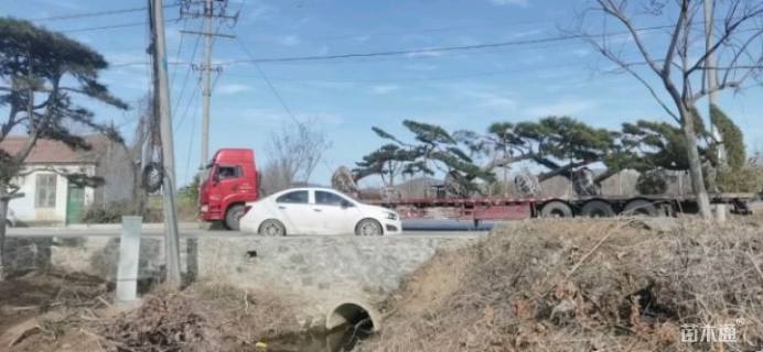 15公分造型黑松