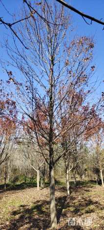 17公分美国红枫-红点