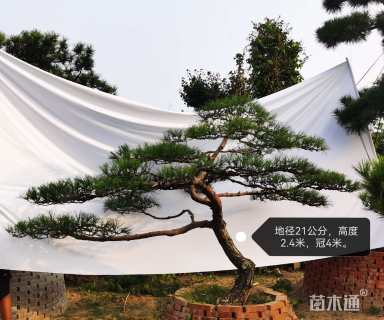 20公分造型黑松