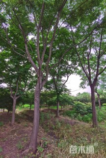20公分栾树