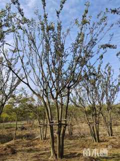 65公分丛生朴树