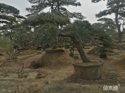 13公分造型黑松