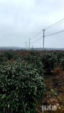 冠幅110厘米红叶石楠球