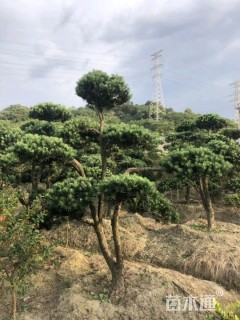 10公分造型罗汉松