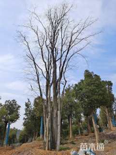 110公分(7杆)丛生朴树