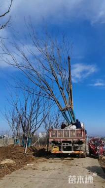 100公分(5杆)丛生朴树