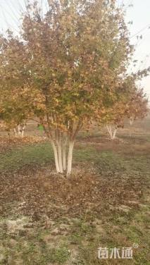 高度600厘米丛生元宝枫