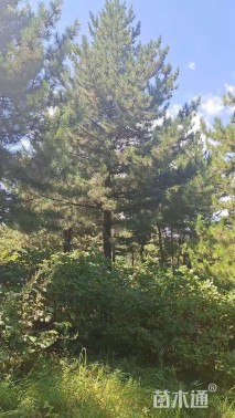 高度800厘米油松