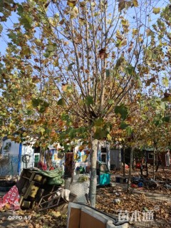 30公分速生法桐