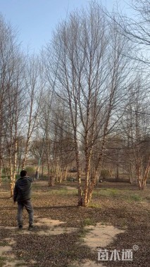 高度800厘米丛生河桦