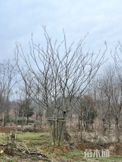 60公分(5杆)丛生朴树