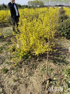 高度80厘米连翘