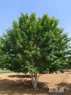 高度700厘米丛生五角枫