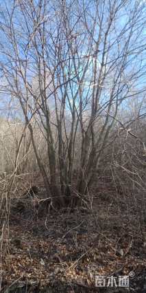 高度1000厘米丛生五角枫