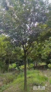 15公分朴树