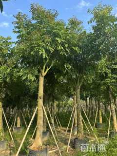 18公分桃花心木