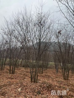 50公分(5杆)丛生榉树