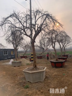 高度400厘米石榴