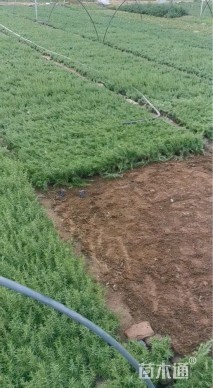 高度30厘米黄金菊