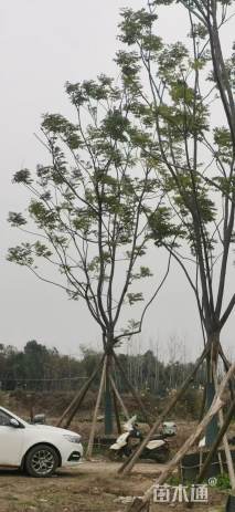 25公分栾树