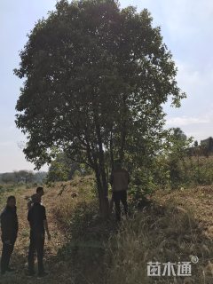 50公分丛生香樟