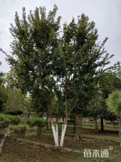 高度800厘米丛生元宝枫