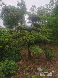 移栽苗造型罗汉松