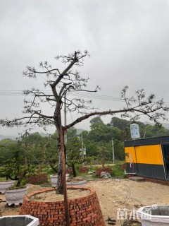 高度150厘米黑松