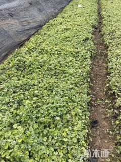 30厘米花叶活血丹