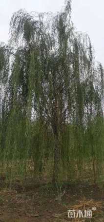 20公分西湖垂柳